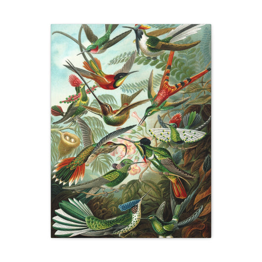 Trochilidae (Hummingbirds) - Ernst Haeckel (1904) - Stretched Canvas Print