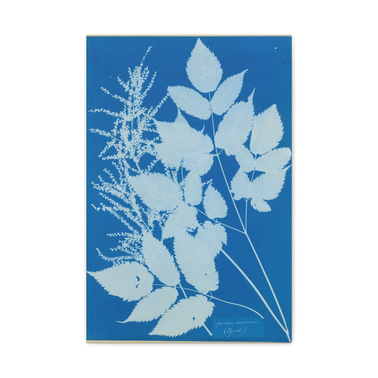 Spiraea Aruncus (Tyrol) Cyanotype - Anna Atkins - Stretched Canvas Print