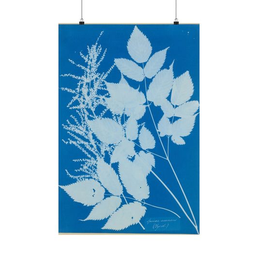 Spiraea Aruncus (Tyrol) Cyanotype - Anna Atkins - Wall Poster Print