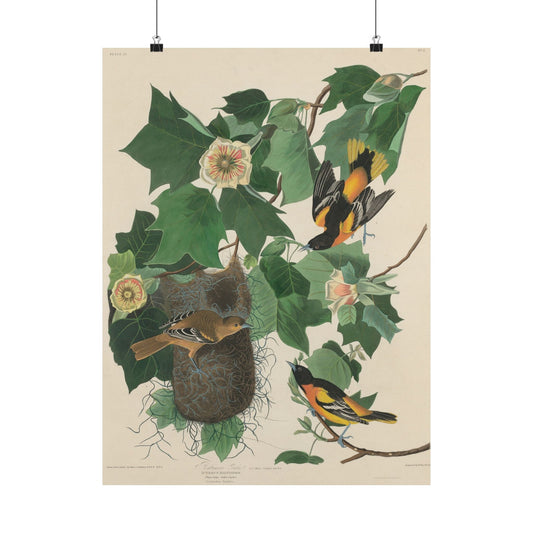 Baltimore Oriole (Birds of America) - John James Audubon - Wall Poster Print