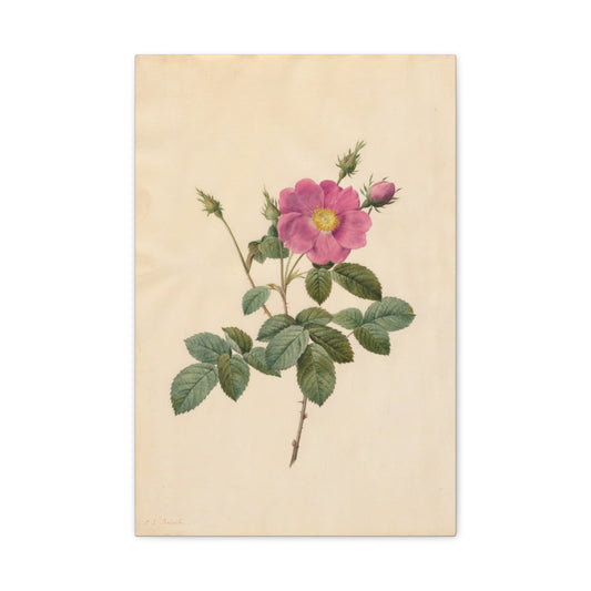 Cabbage Rose (Rosa Centifolia Simplex) - Pierre-Joseph Redouté - Stretched Canvas Print