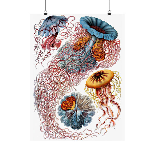 Discomedusae (Jellyfish) - Ernst Haeckel (1904) - Wall Poster Print