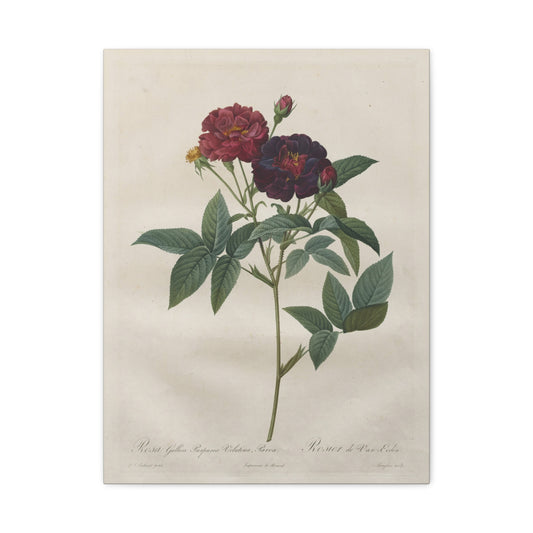 Rosa Gallica Purpurea Velutina Parva (Rosier de Van-Eeden) - Pierre-Joseph Redouté - Stretched Canvas Print