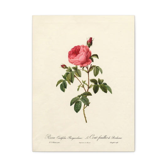 Rosa Centifolia Burgundiaca (Le Cent-feuilles de Bordeaux) - Pierre-Joseph Redouté - Stretched Canvas Print