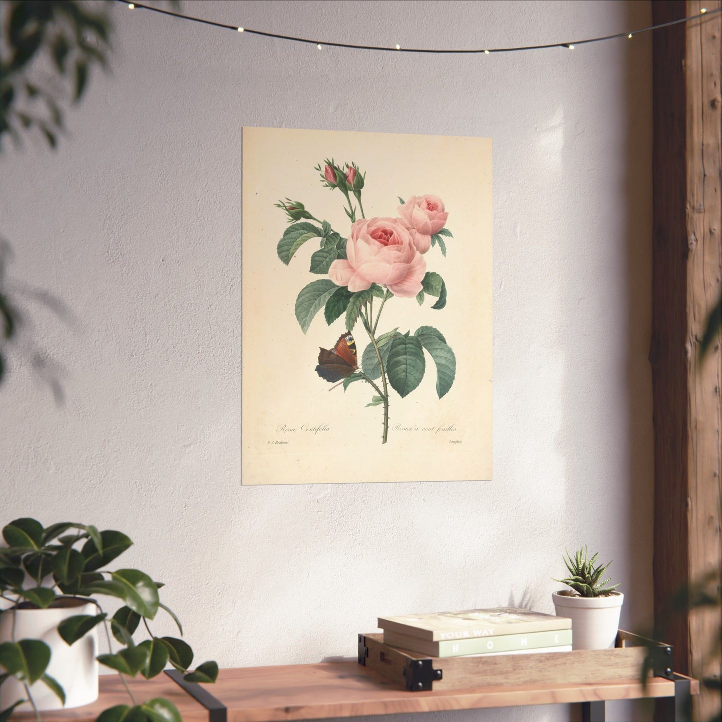 Rosa Centifolia (Rosier à cent feuilles) - Pierre-Joseph Redouté - Wall Poster Print