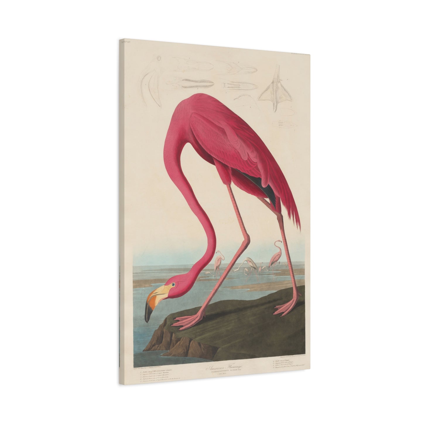 American Flamingo (Birds of America) - John James Audubon - Stretched Canvas Print