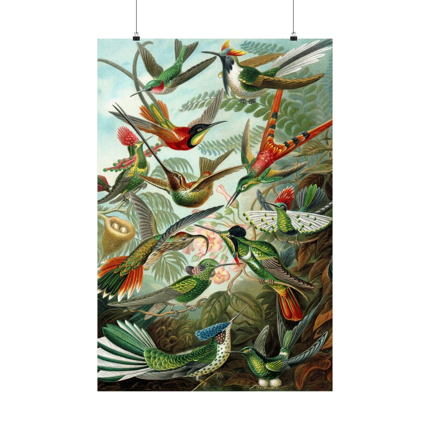 Trochilidae (Hummingbirds) - Ernst Haeckel (1904) - Wall Poster Print