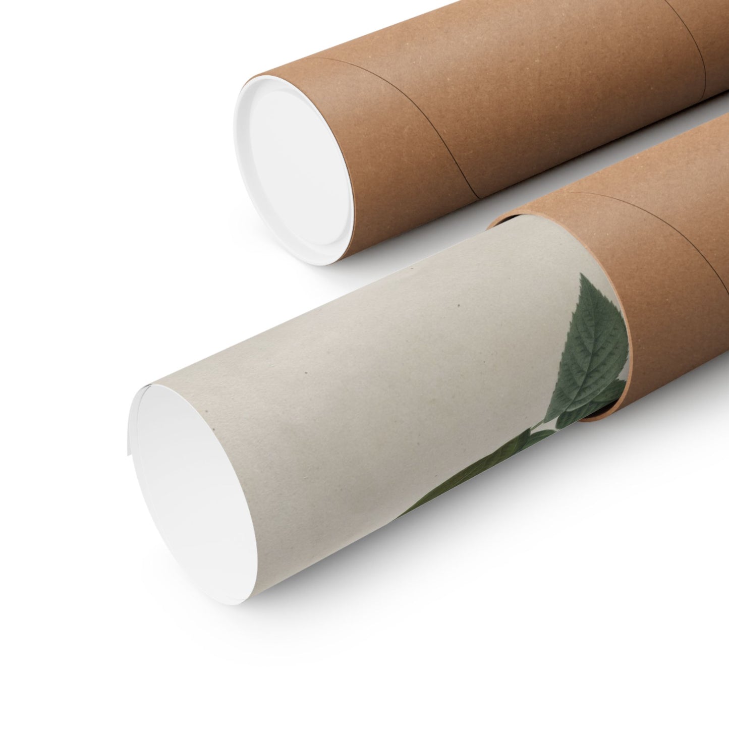 Rosa Gallica Purpurea Velutina Parva (Rosier de Van-Eeden) - Pierre-Joseph Redouté - Wall Poster Print