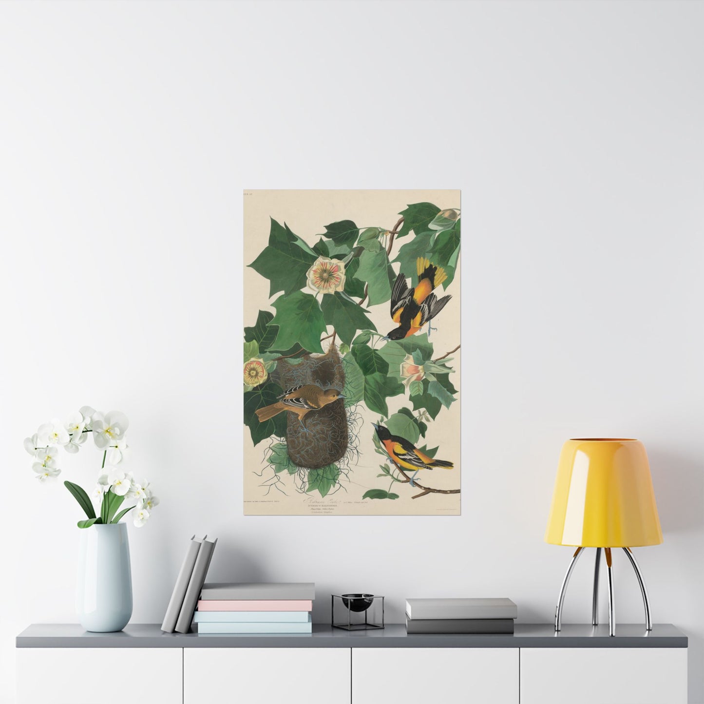 Baltimore Oriole (Birds of America) - John James Audubon - Wall Poster Print