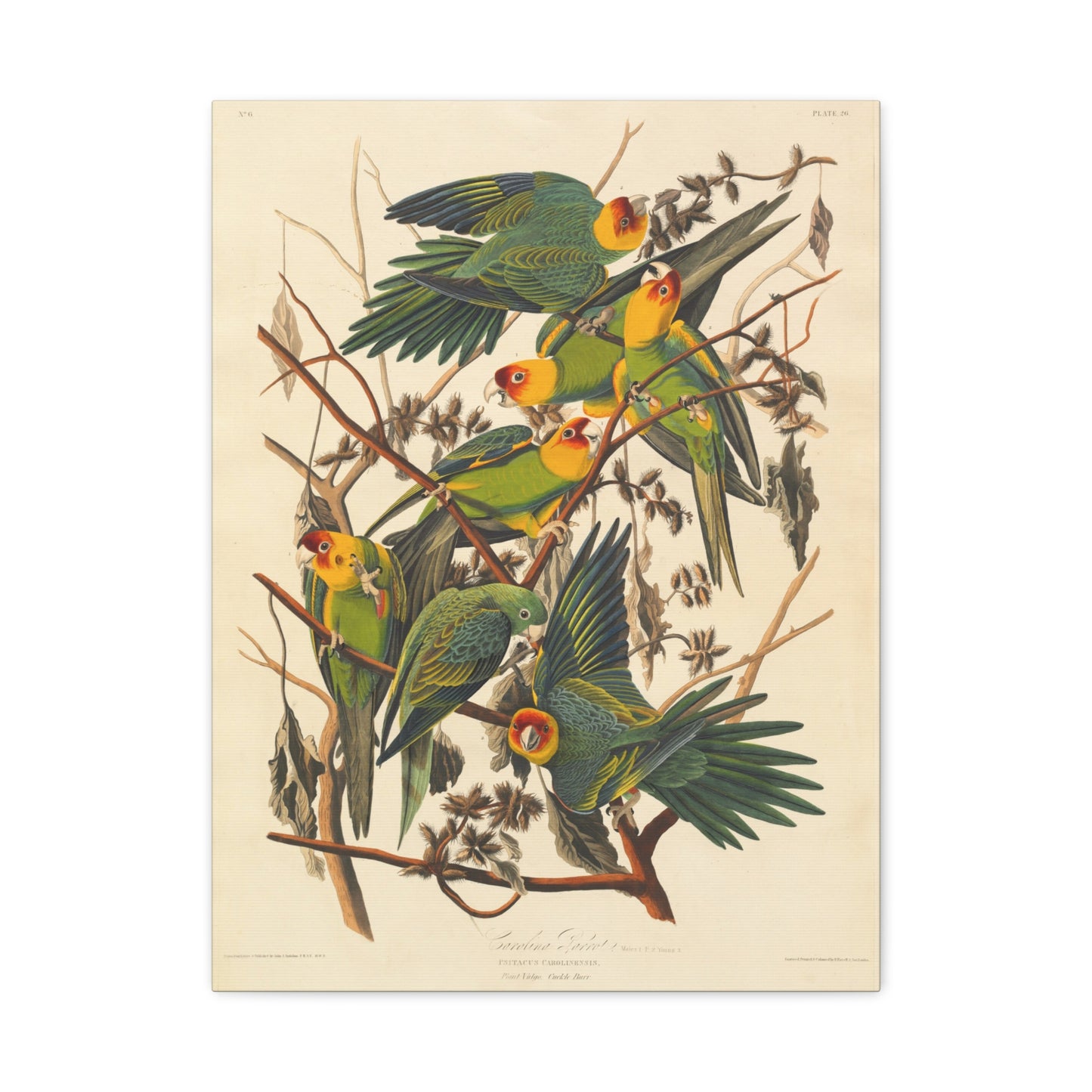 Carolina Parakeet (Birds of America) - John James Audubon - Stretched Canvas Print