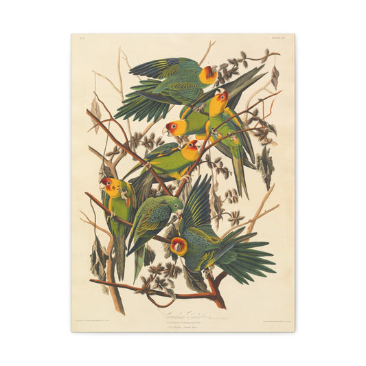 Carolina Parakeet (Birds of America) - John James Audubon - Stretched Canvas Print