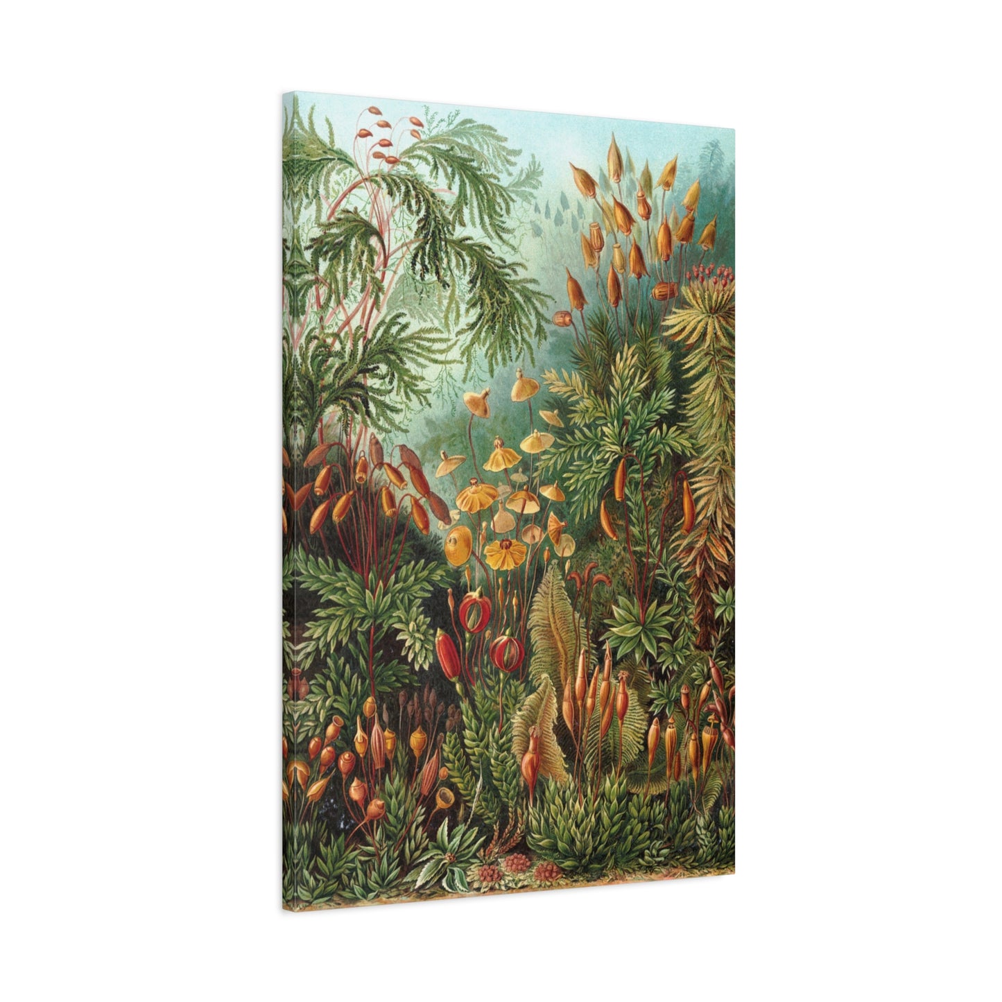 Muscinae (Mosses) - Ernst Haeckel (1904) - Stretched Canvas Print