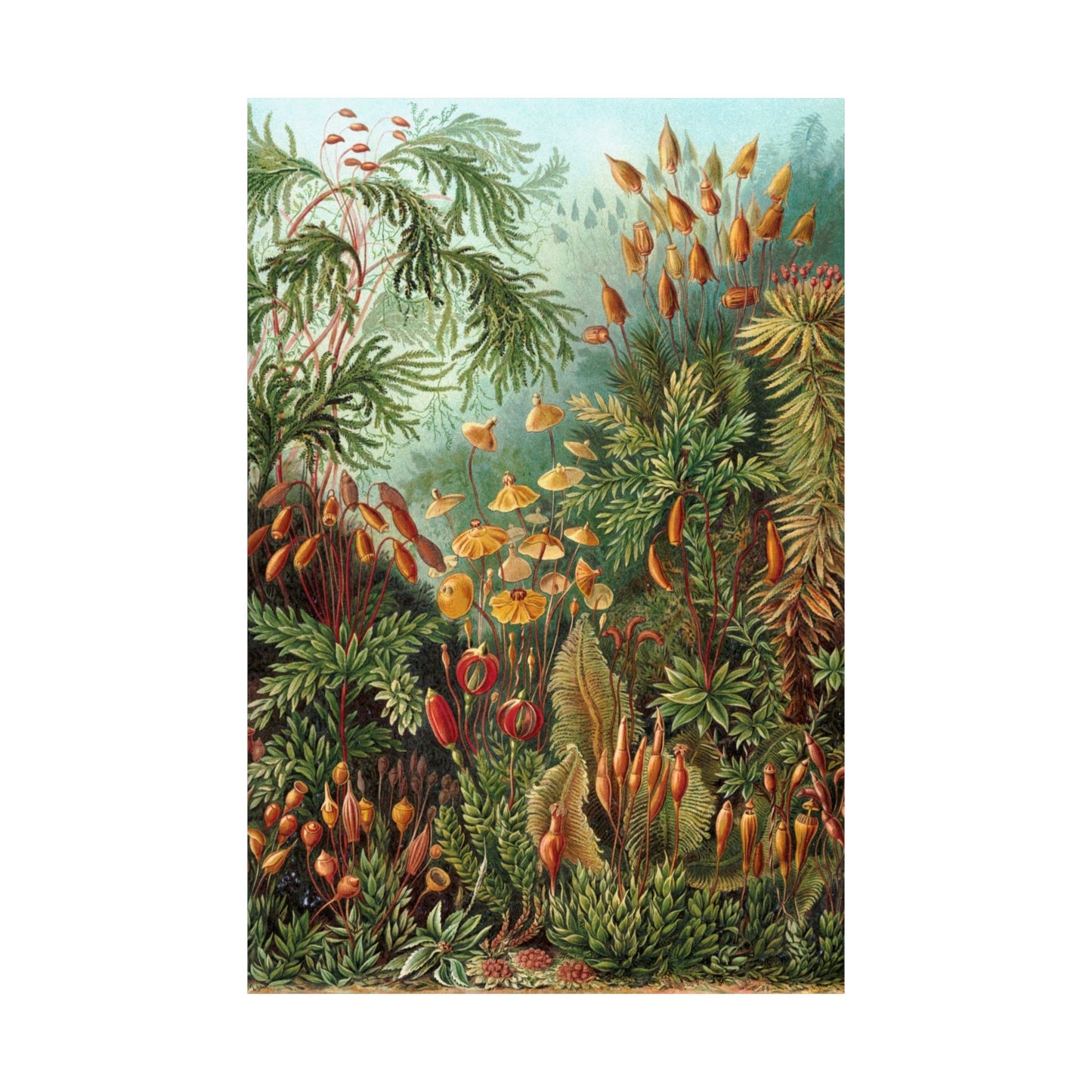 Muscinae (Mosses) - Ernst Haeckel (1904) - Wall Poster Print