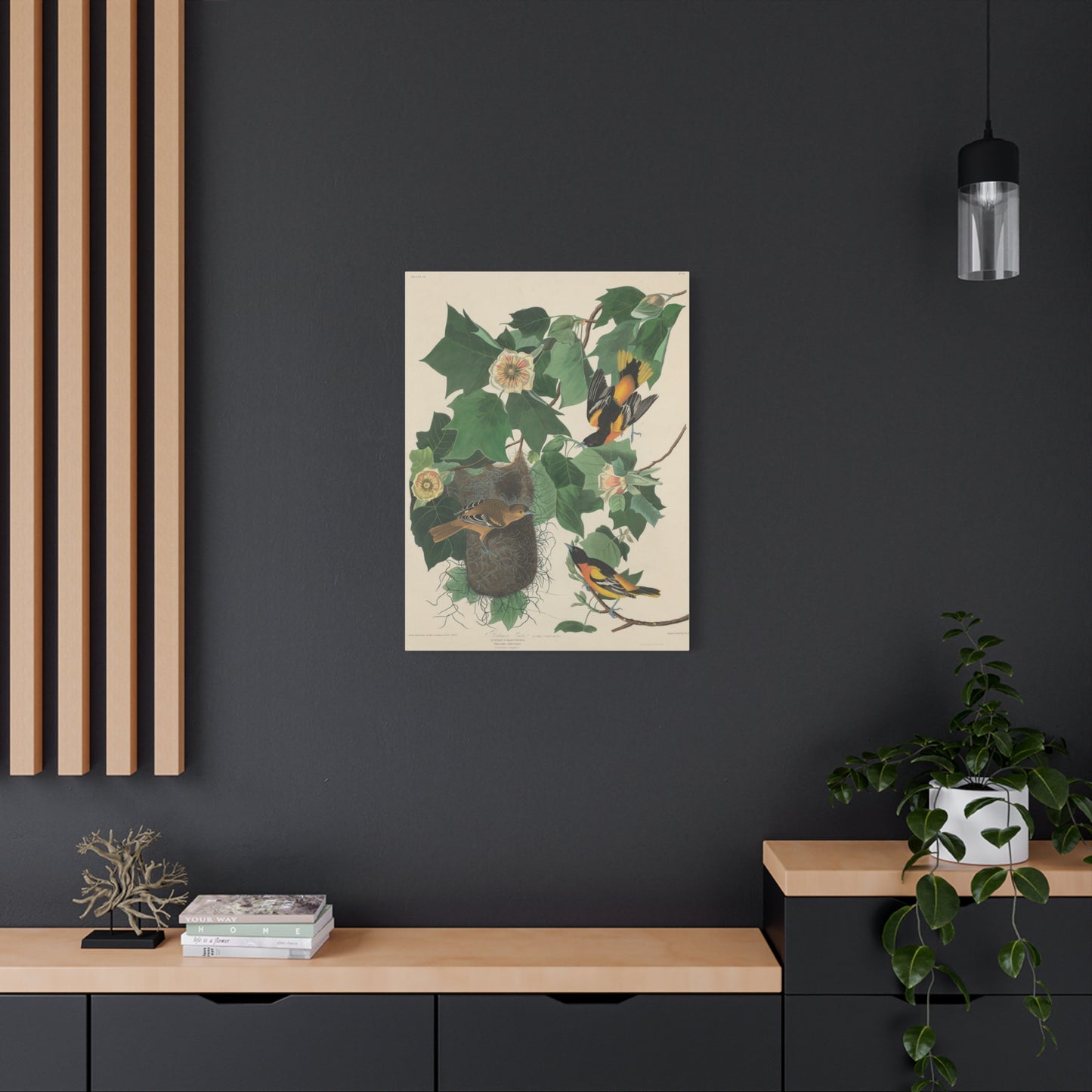 Baltimore Oriole (Birds of America) - John James Audubon - Stretched Canvas Print