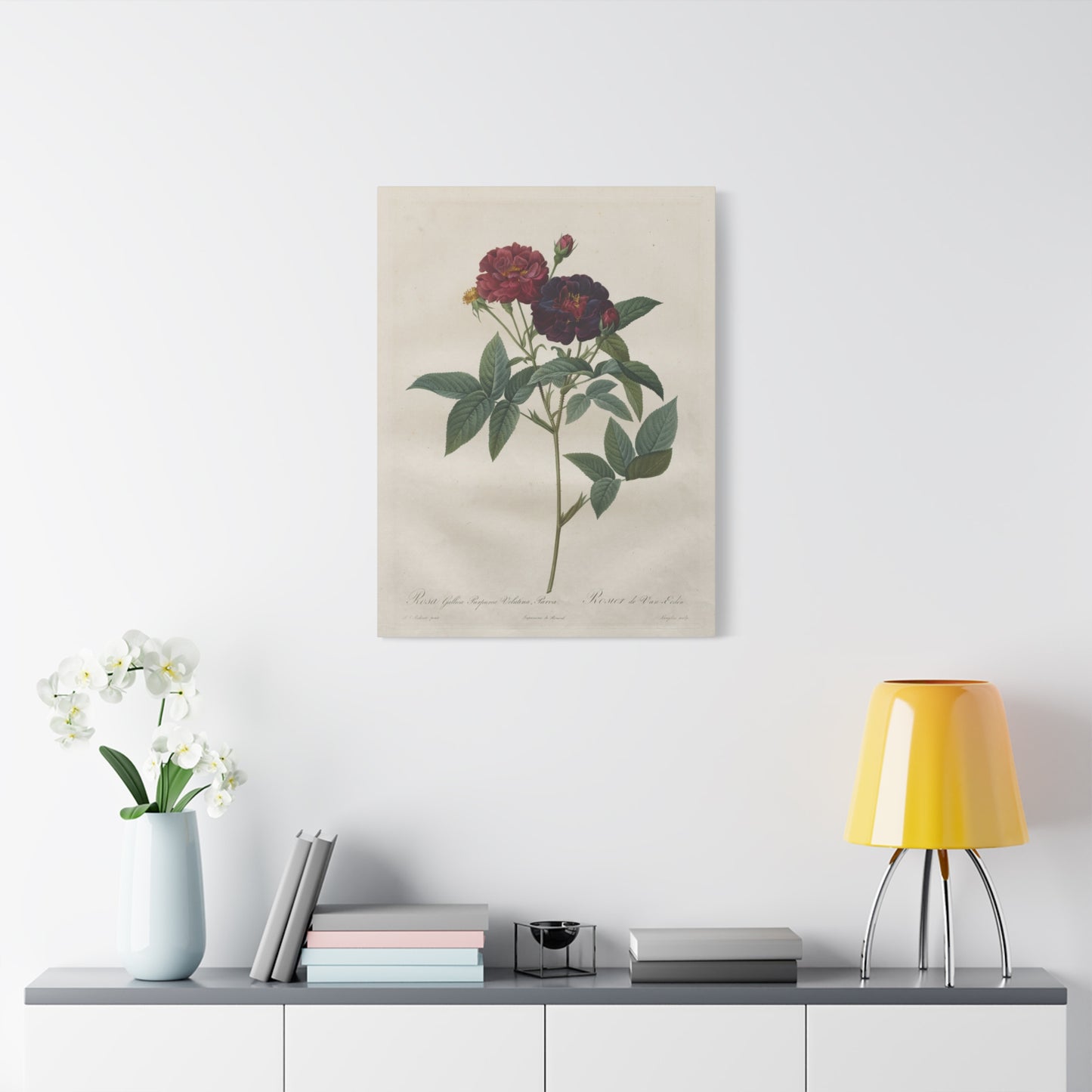 Rosa Gallica Purpurea Velutina Parva (Rosier de Van-Eeden) - Pierre-Joseph Redouté - Stretched Canvas Print