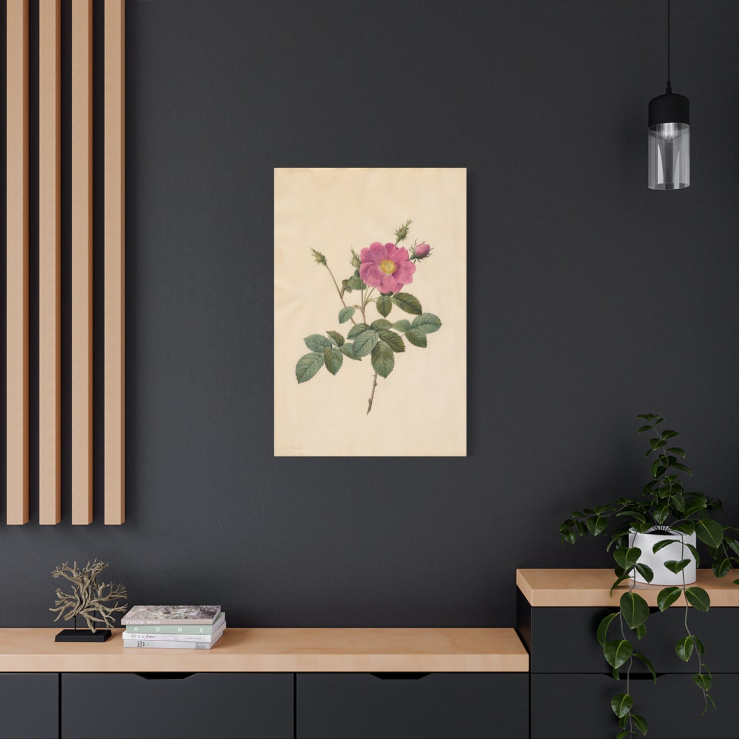 Cabbage Rose (Rosa Centifolia Simplex) - Pierre-Joseph Redouté - Stretched Canvas Print