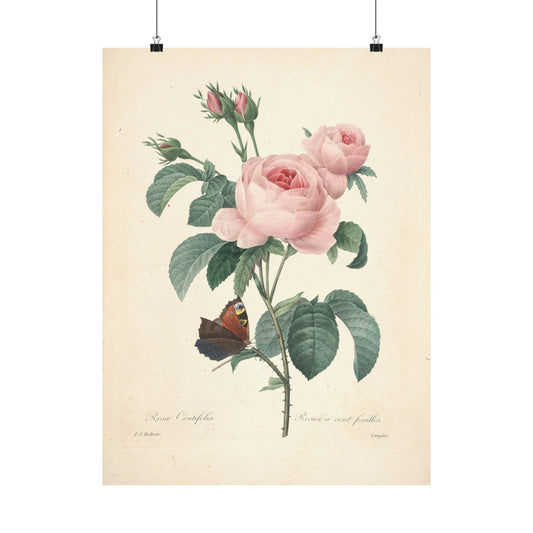 Rosa Centifolia (Rosier à cent feuilles) - Pierre-Joseph Redouté - Wall Poster Print