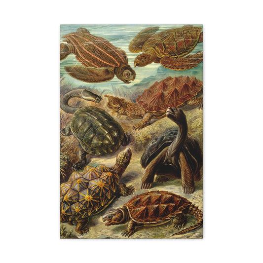 Chelonia (Sea Turtles & Tortoises) - Ernst Haeckel (1904) - Stretched Canvas Print