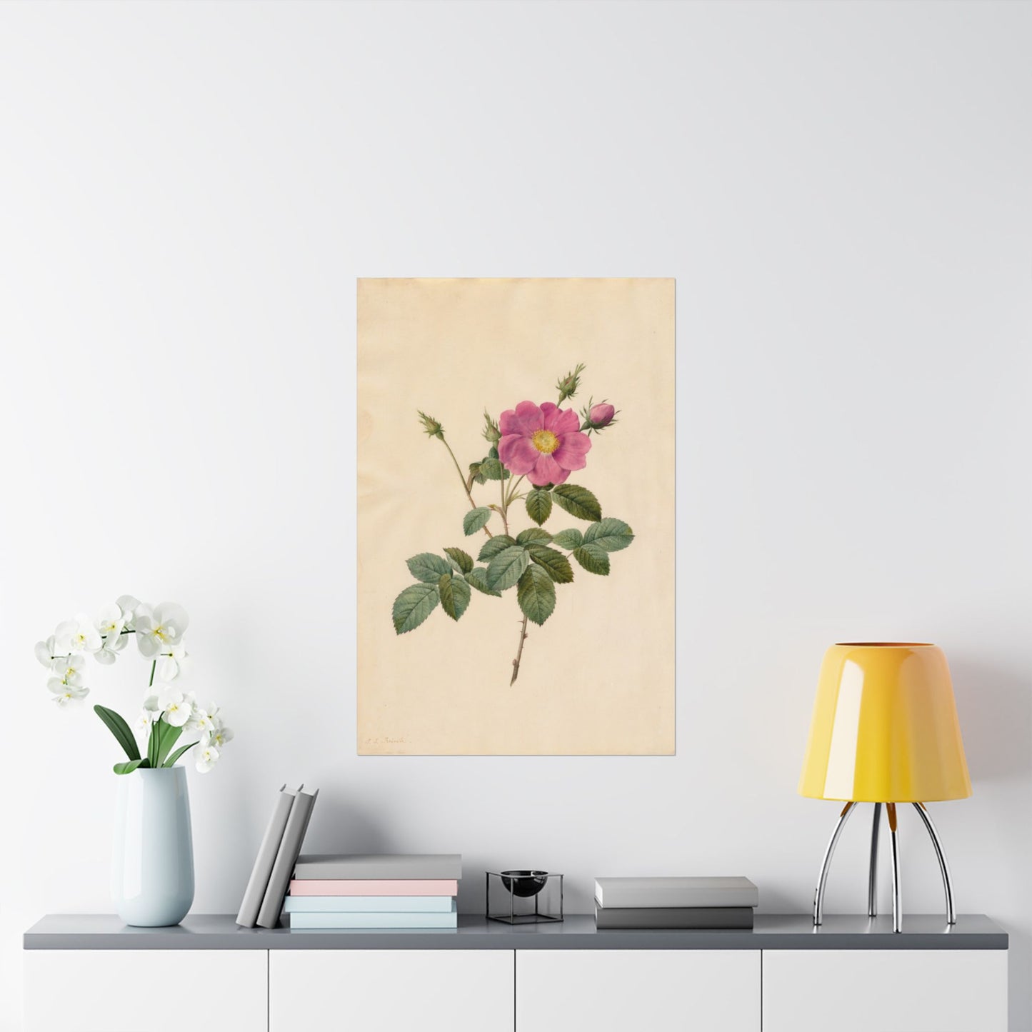 Cabbage Rose (Rosa Centifolia Simplex) - Pierre-Joseph Redouté - Wall Poster Print