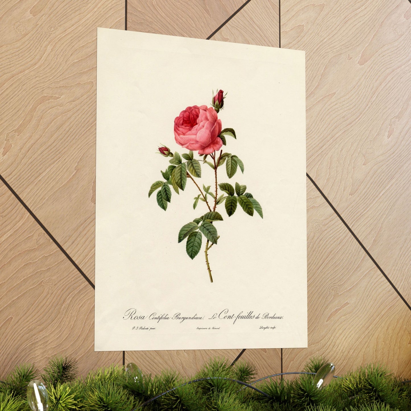 Rosa Centifolia Burgundiaca (Le Cent-feuilles de Bordeaux) - Pierre-Joseph Redouté - Wall Poster Print