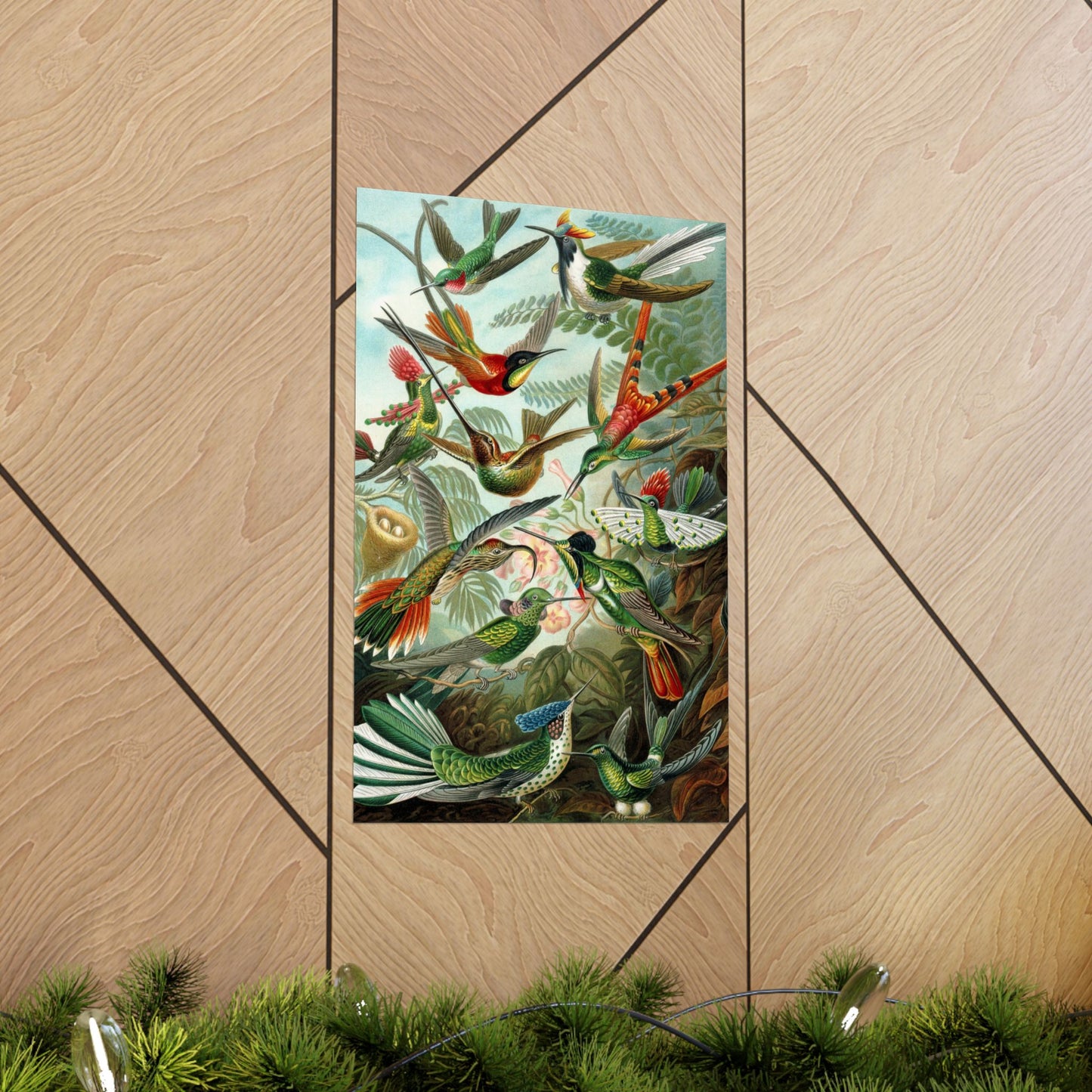 Trochilidae (Hummingbirds) - Ernst Haeckel (1904) - Wall Poster Print