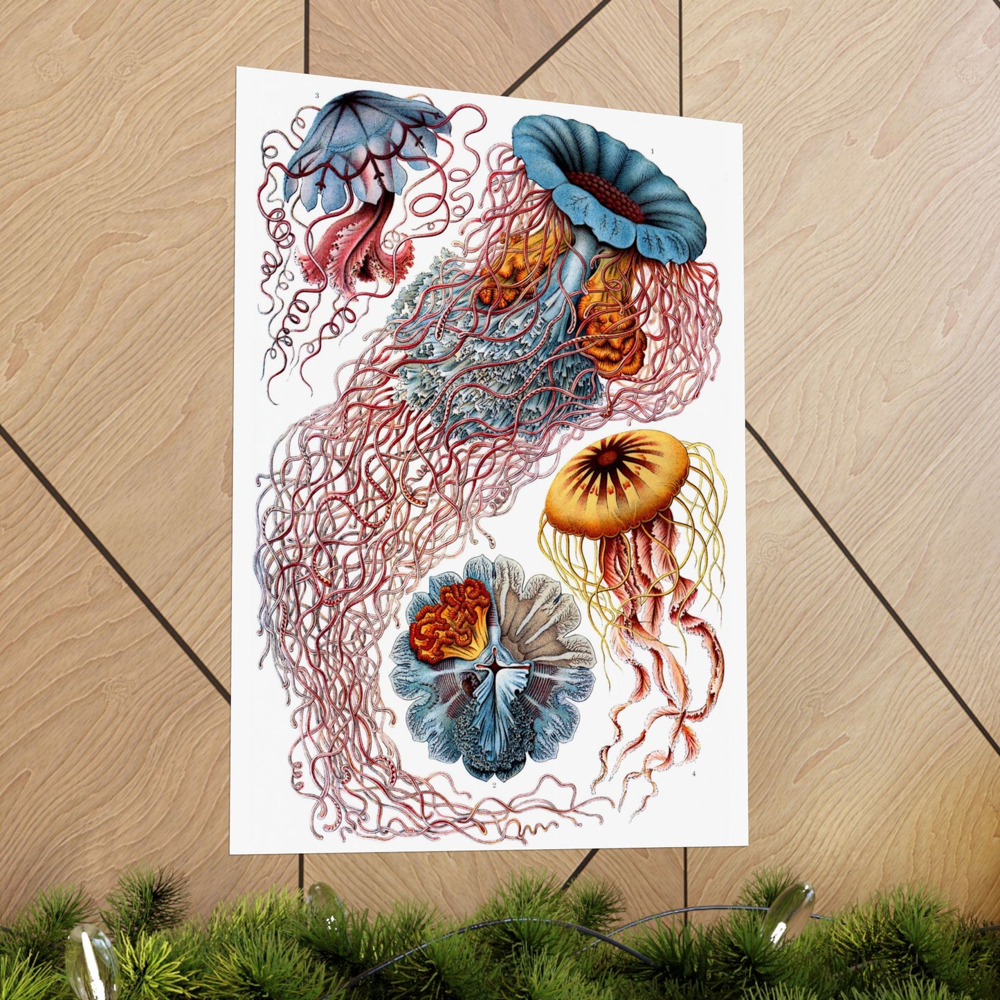 Discomedusae (Jellyfish) - Ernst Haeckel (1904) - Wall Poster Print