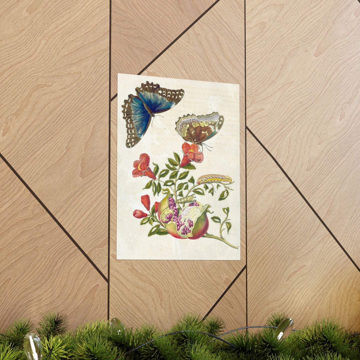 Metamorphosis Insectorum Surinamensium - Maria Sibylla Merian - Wall Poster Print