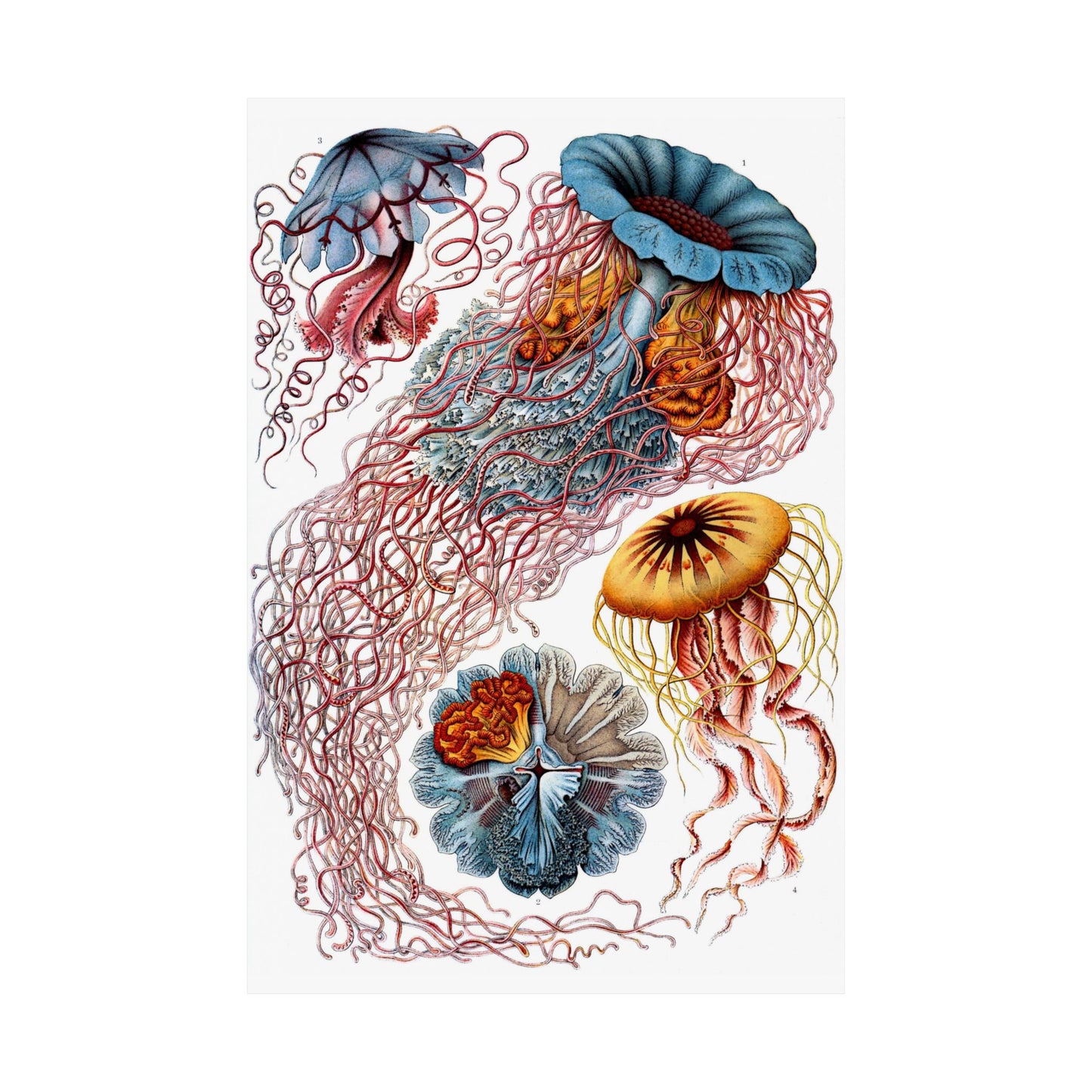 Discomedusae (Jellyfish) - Ernst Haeckel (1904) - Wall Poster Print