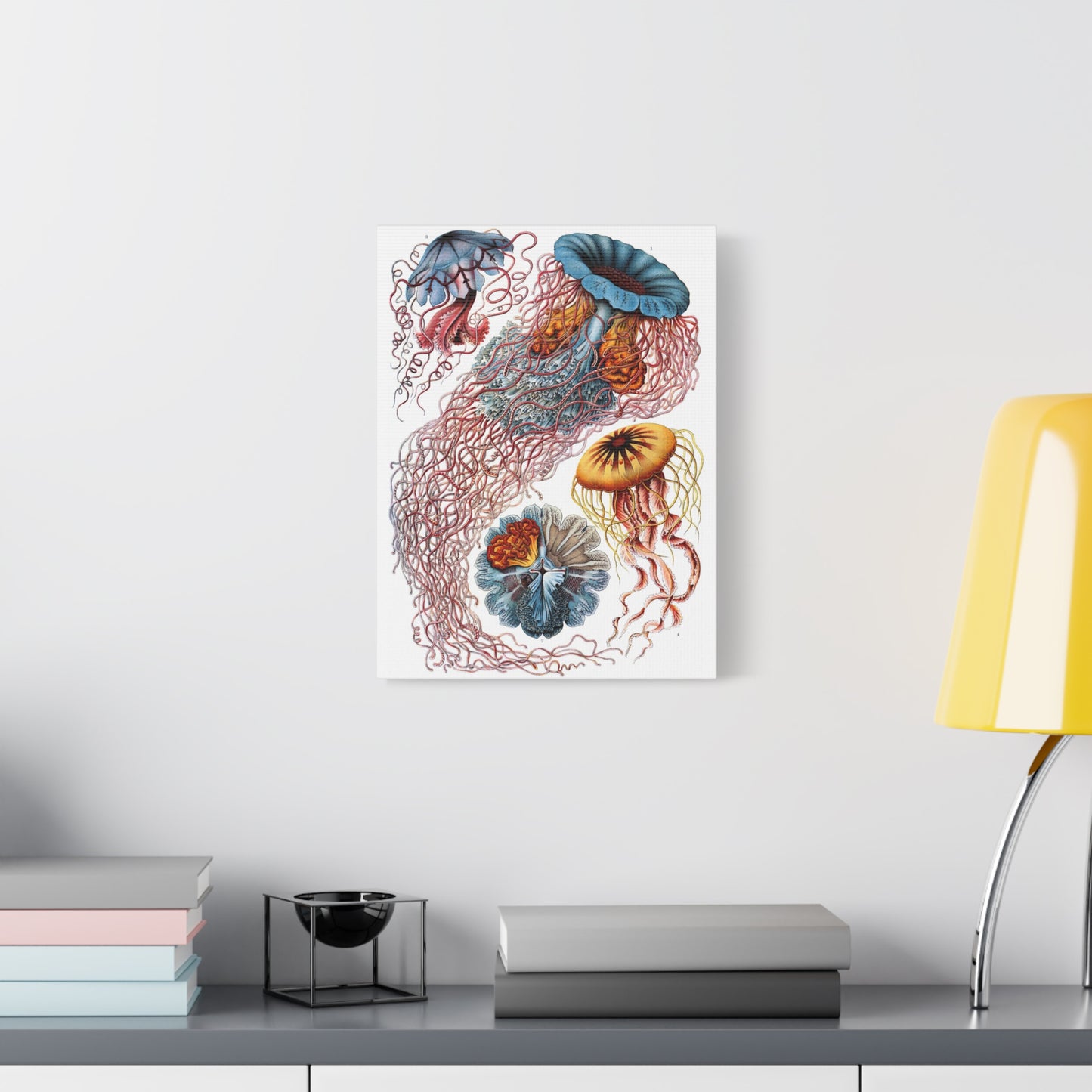 Discomedusae (Jellyfish) - Ernst Haeckel (1904) - Stretched Canvas Print