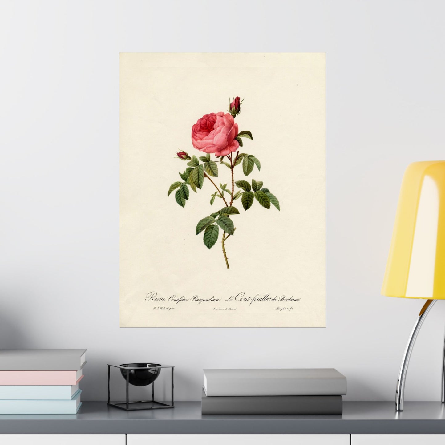 Rosa Centifolia Burgundiaca (Le Cent-feuilles de Bordeaux) - Pierre-Joseph Redouté - Wall Poster Print