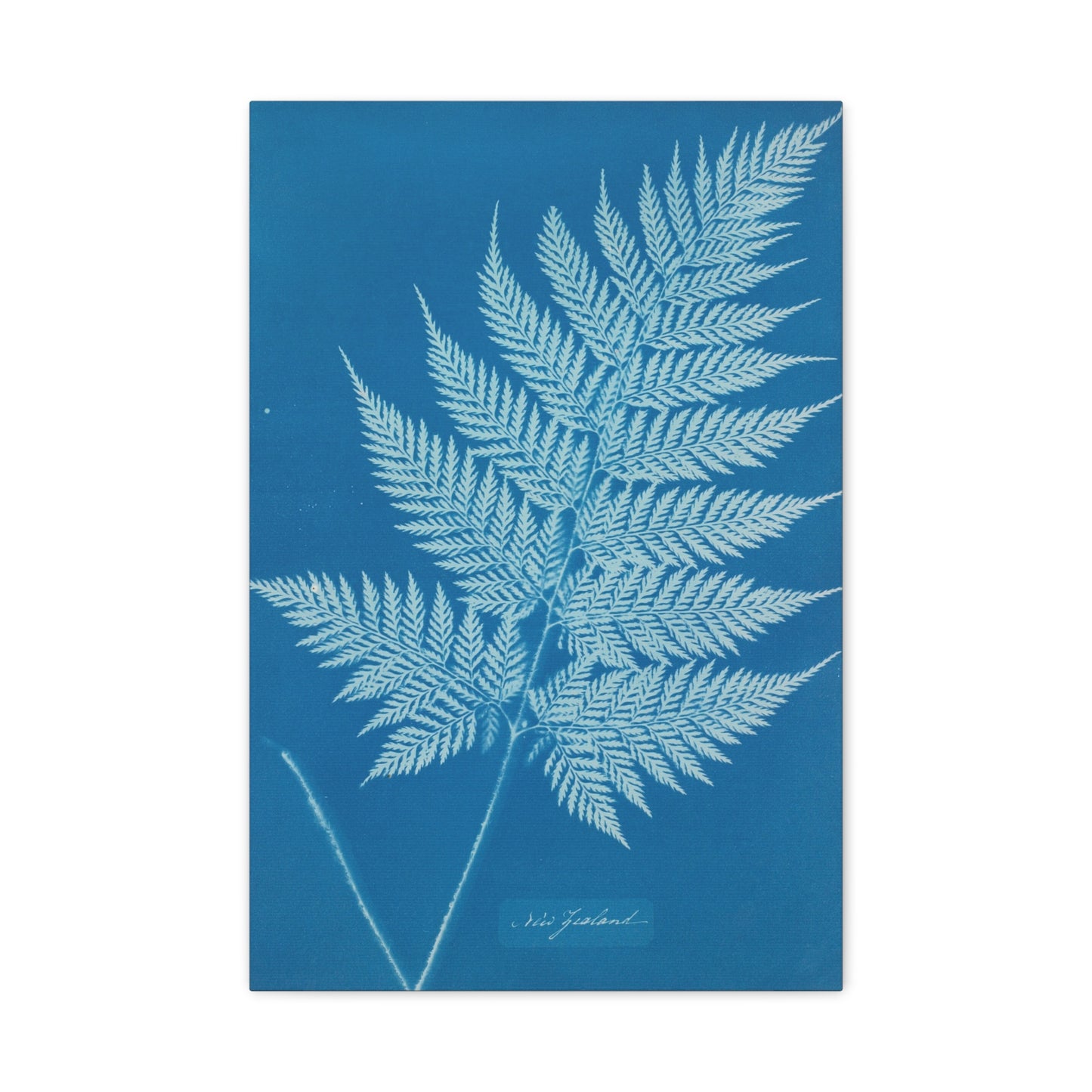 New Zealand Fern Cyanotype - Anna Atkins - Stretched Canvas Print