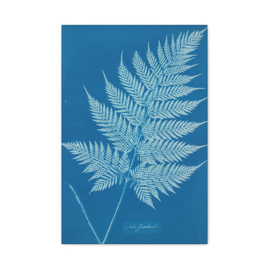 New Zealand Fern Cyanotype - Anna Atkins - Stretched Canvas Print