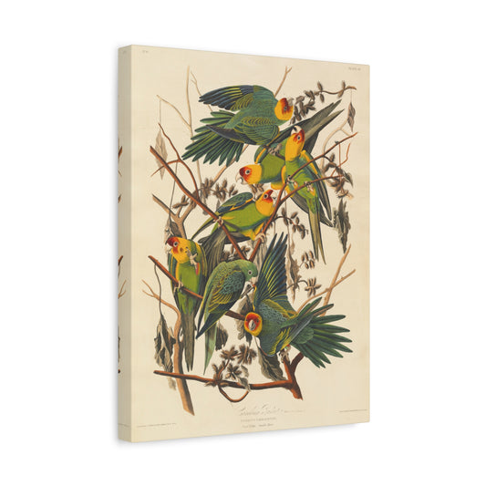 Carolina Parakeet (Birds of America) - John James Audubon - Stretched Canvas Print