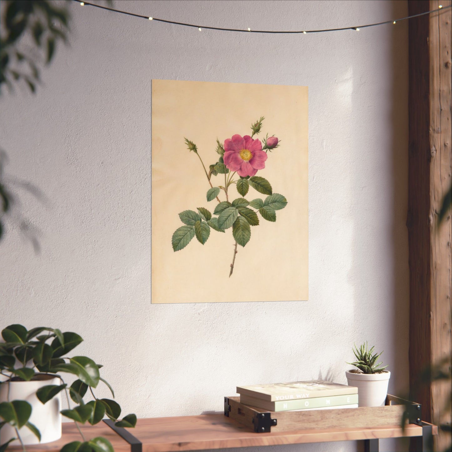 Cabbage Rose (Rosa Centifolia Simplex) - Pierre-Joseph Redouté - Wall Poster Print