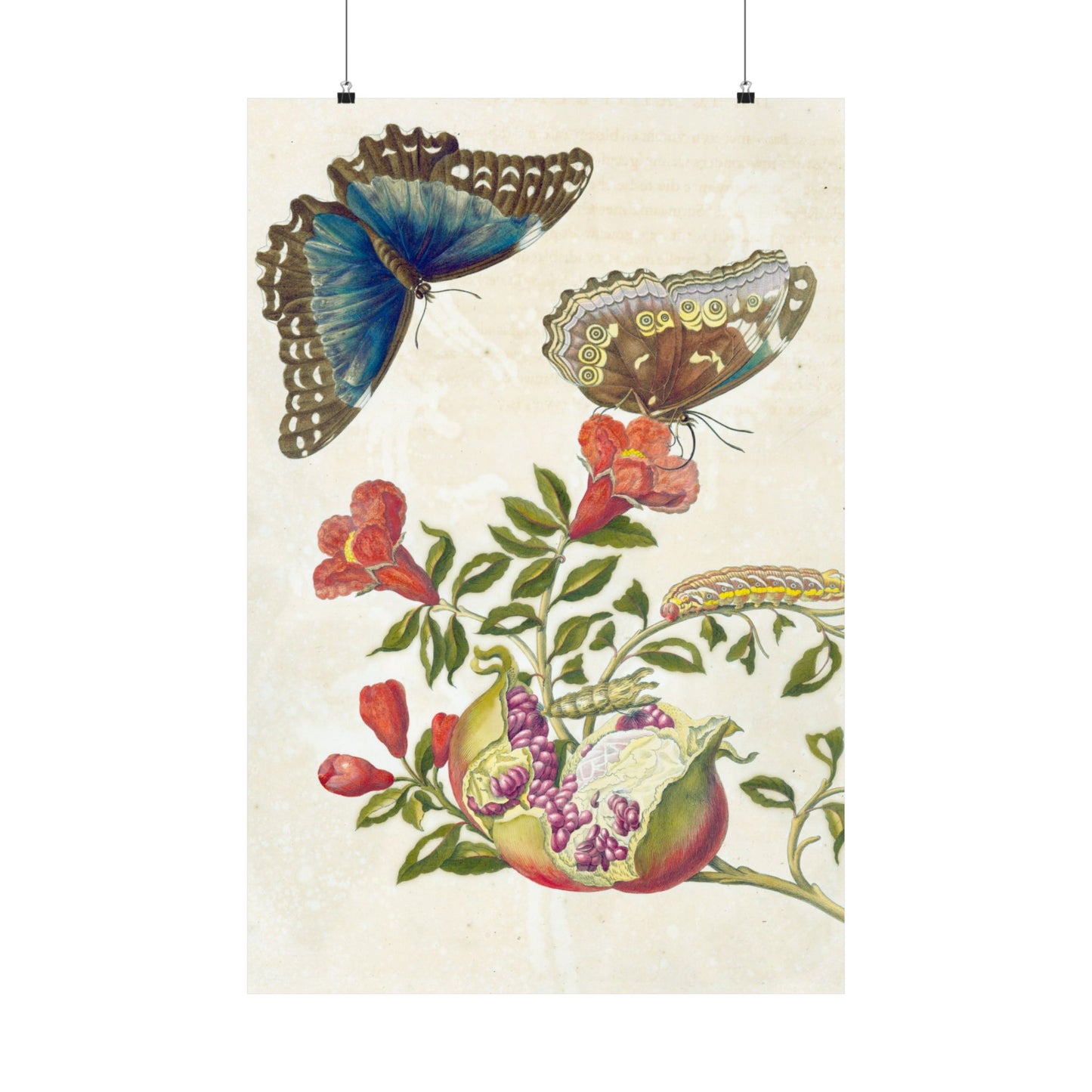 Metamorphosis Insectorum Surinamensium - Maria Sibylla Merian - Wall Poster Print