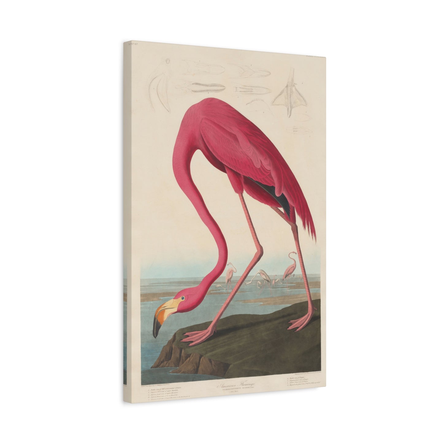 American Flamingo (Birds of America) - John James Audubon - Stretched Canvas Print