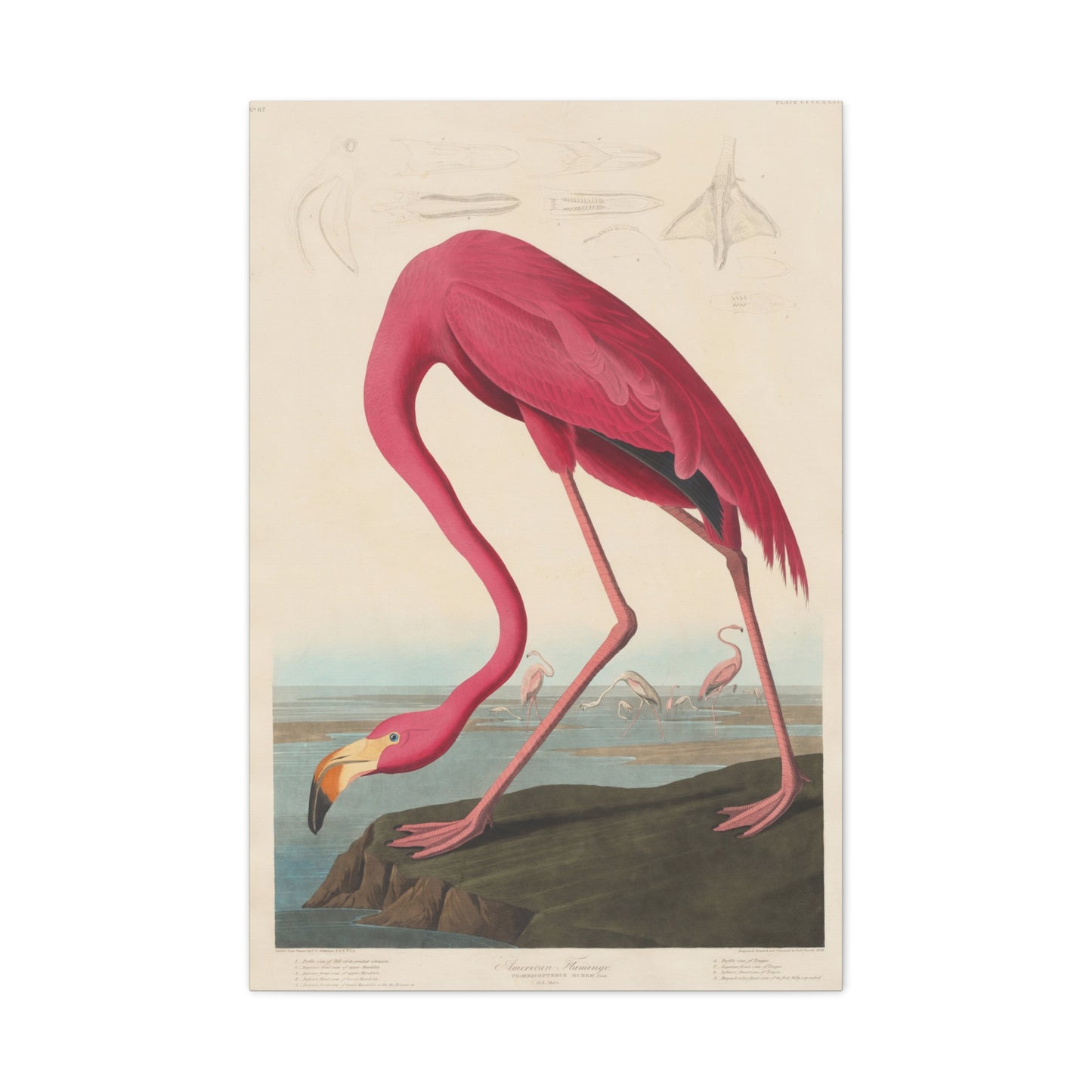 American Flamingo (Birds of America) - John James Audubon - Stretched Canvas Print