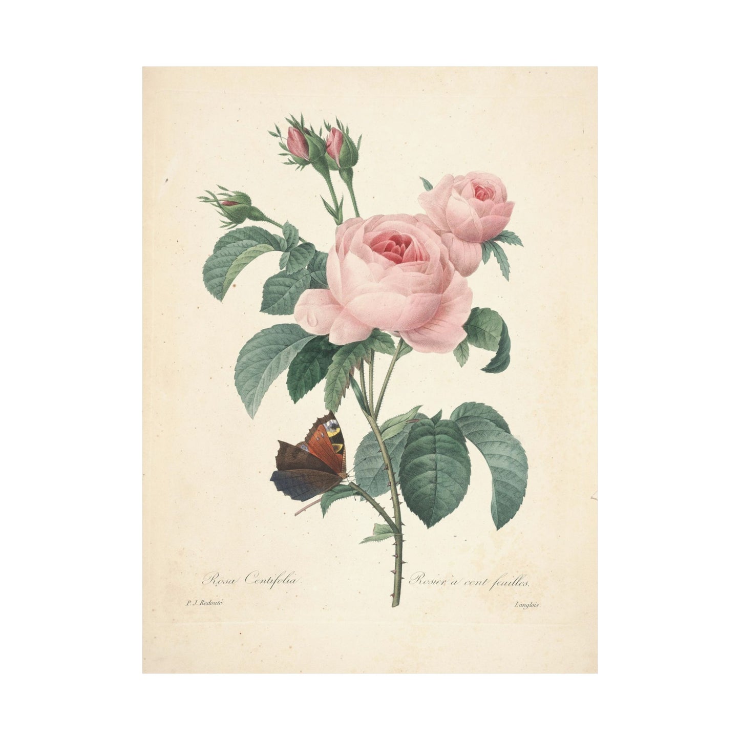 Rosa Centifolia (Rosier à cent feuilles) - Pierre-Joseph Redouté - Wall Poster Print