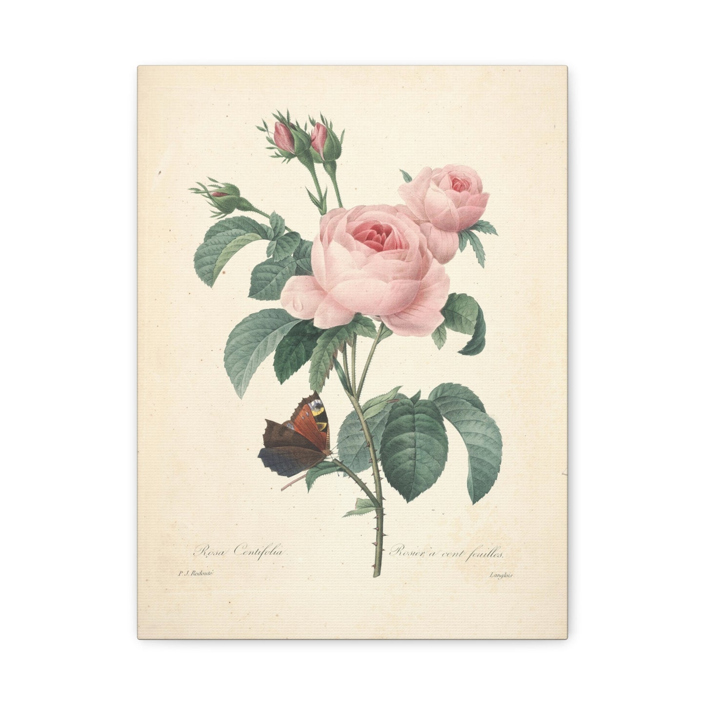 Rosa Centifolia (Rosier à cent feuilles) - Pierre-Joseph Redouté - Stretched Canvas Print
