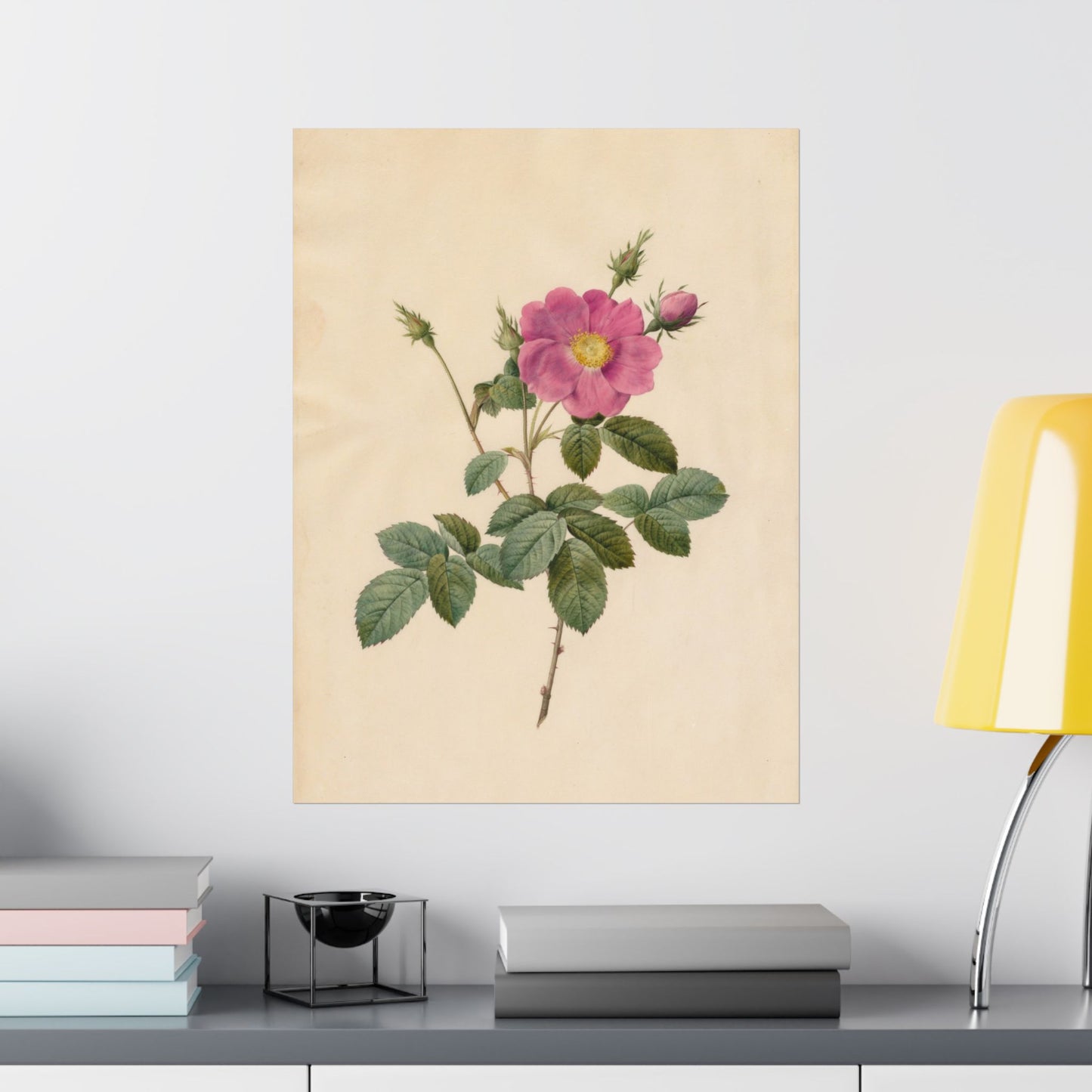 Cabbage Rose (Rosa Centifolia Simplex) - Pierre-Joseph Redouté - Wall Poster Print