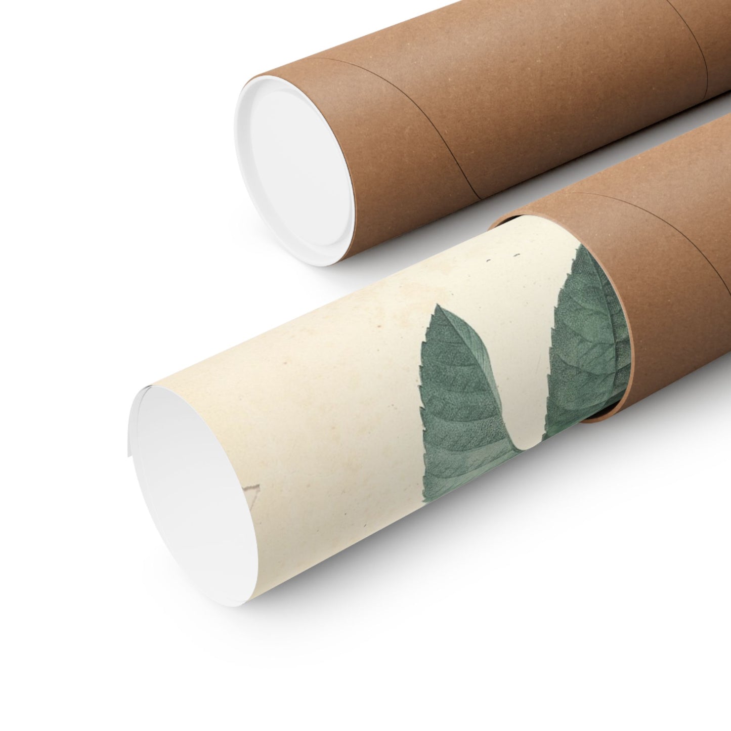 Rosa Centifolia (Rosier à cent feuilles) - Pierre-Joseph Redouté - Wall Poster Print