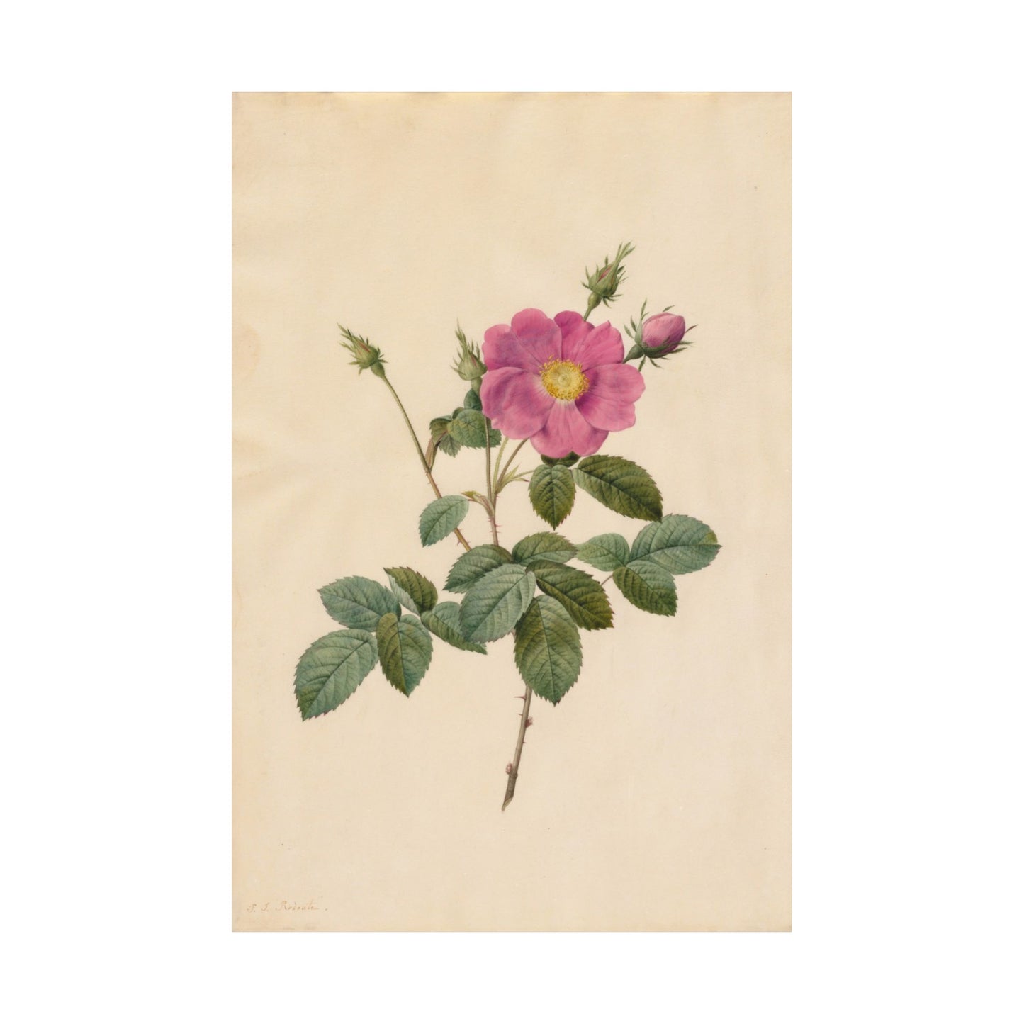Cabbage Rose (Rosa Centifolia Simplex) - Pierre-Joseph Redouté - Wall Poster Print