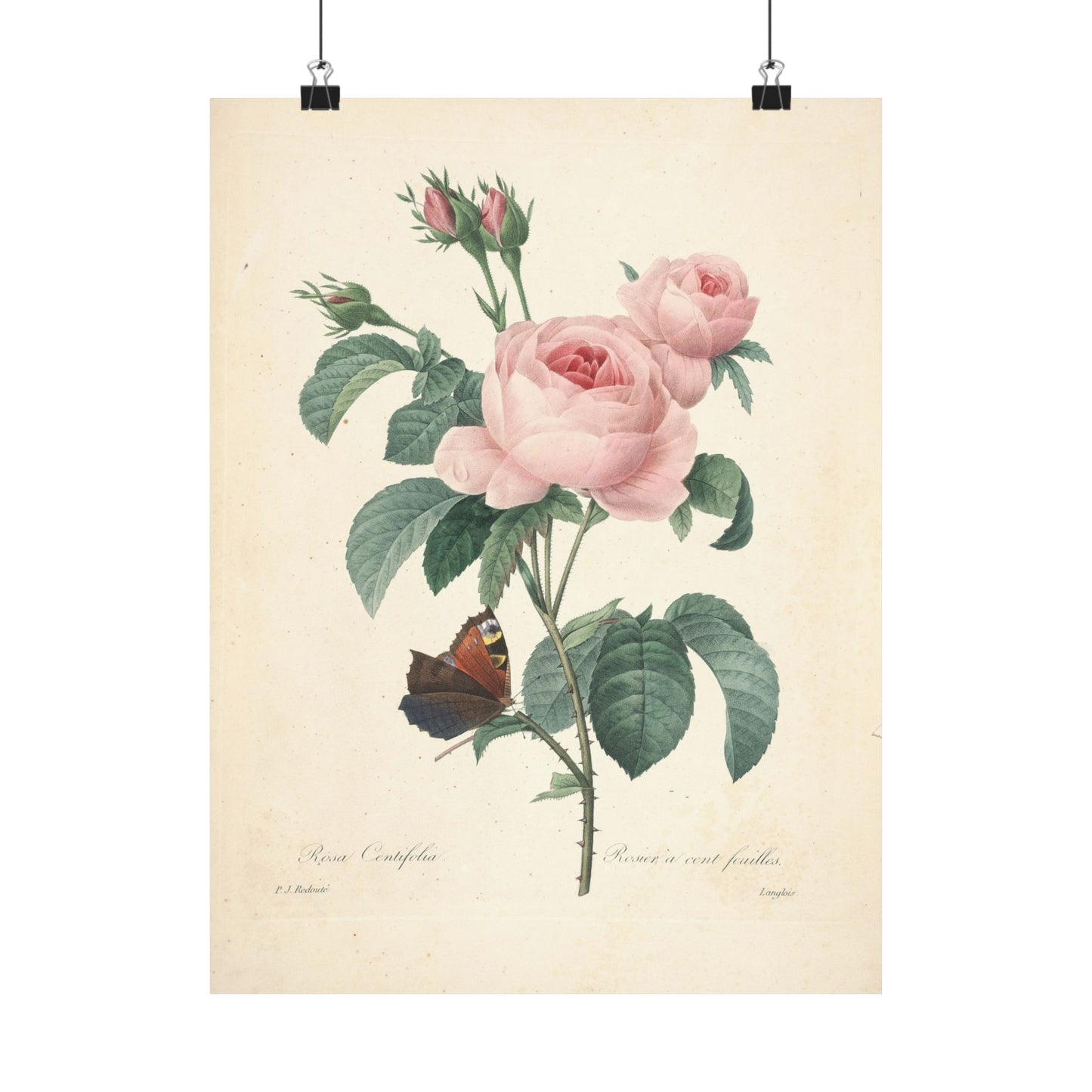 Rosa Centifolia (Rosier à cent feuilles) - Pierre-Joseph Redouté - Wall Poster Print
