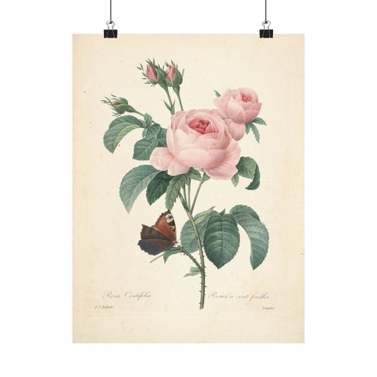 Rosa Centifolia (Rosier à cent feuilles) - Pierre-Joseph Redouté - Wall Poster Print