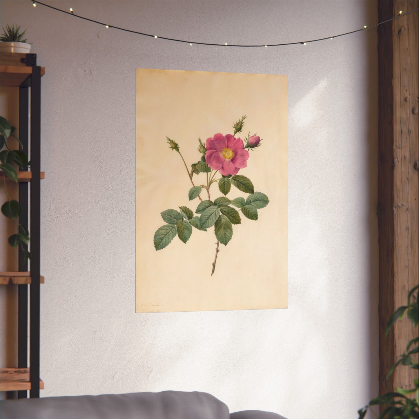 Cabbage Rose (Rosa Centifolia Simplex) - Pierre-Joseph Redouté - Wall Poster Print