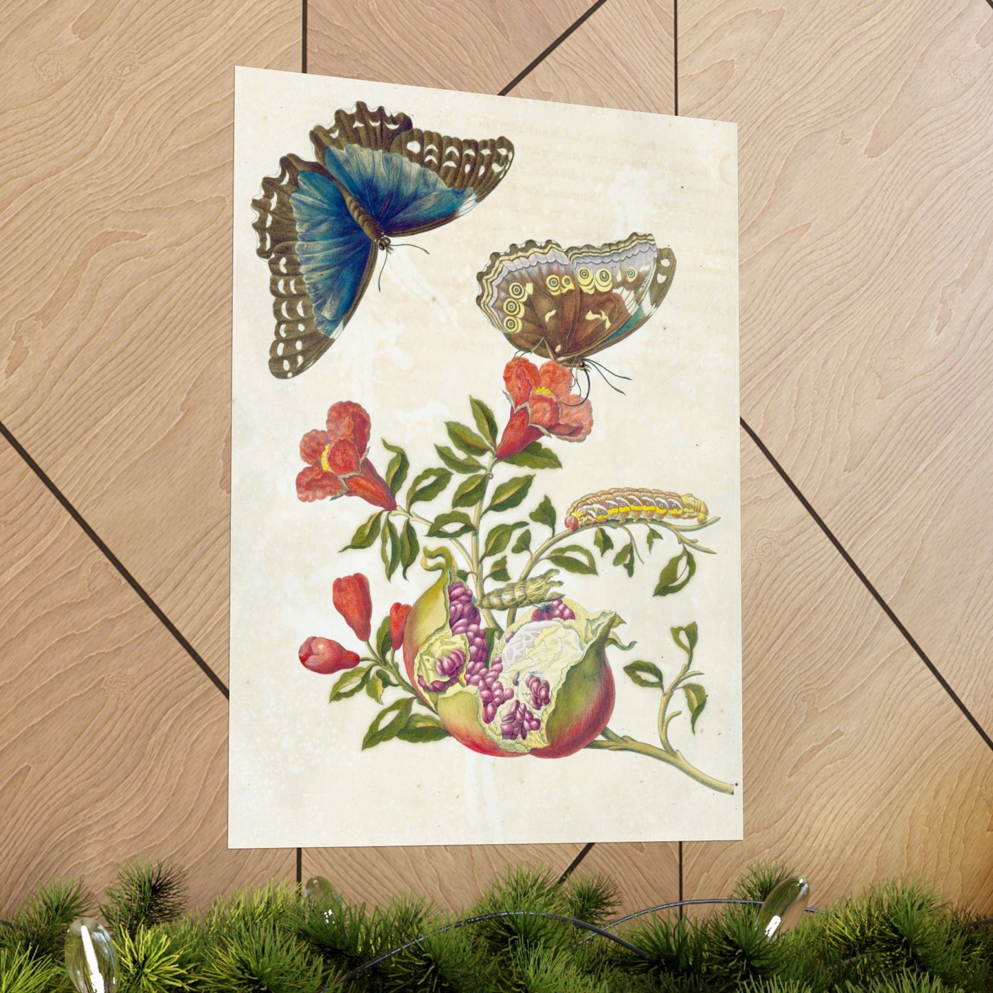 Metamorphosis Insectorum Surinamensium - Maria Sibylla Merian - Wall Poster Print