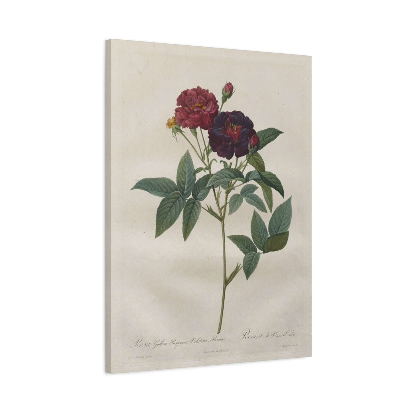 Rosa Gallica Purpurea Velutina Parva (Rosier de Van-Eeden) - Pierre-Joseph Redouté - Stretched Canvas Print