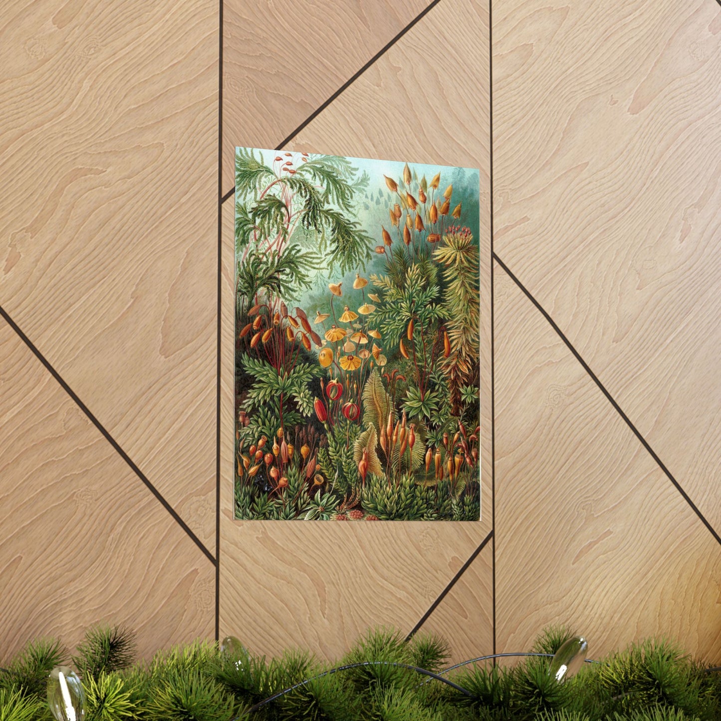 Muscinae (Mosses) - Ernst Haeckel (1904) - Wall Poster Print