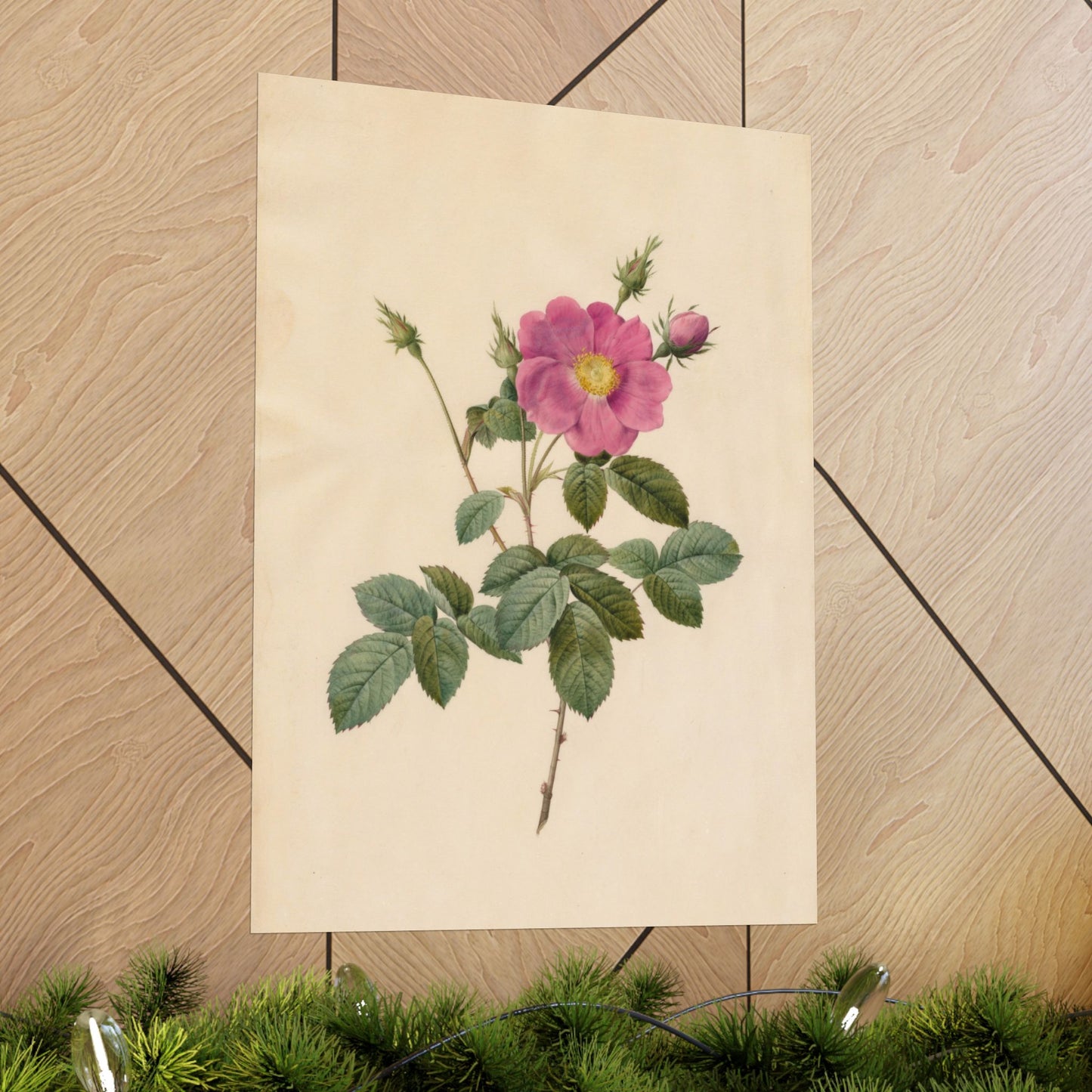 Cabbage Rose (Rosa Centifolia Simplex) - Pierre-Joseph Redouté - Wall Poster Print