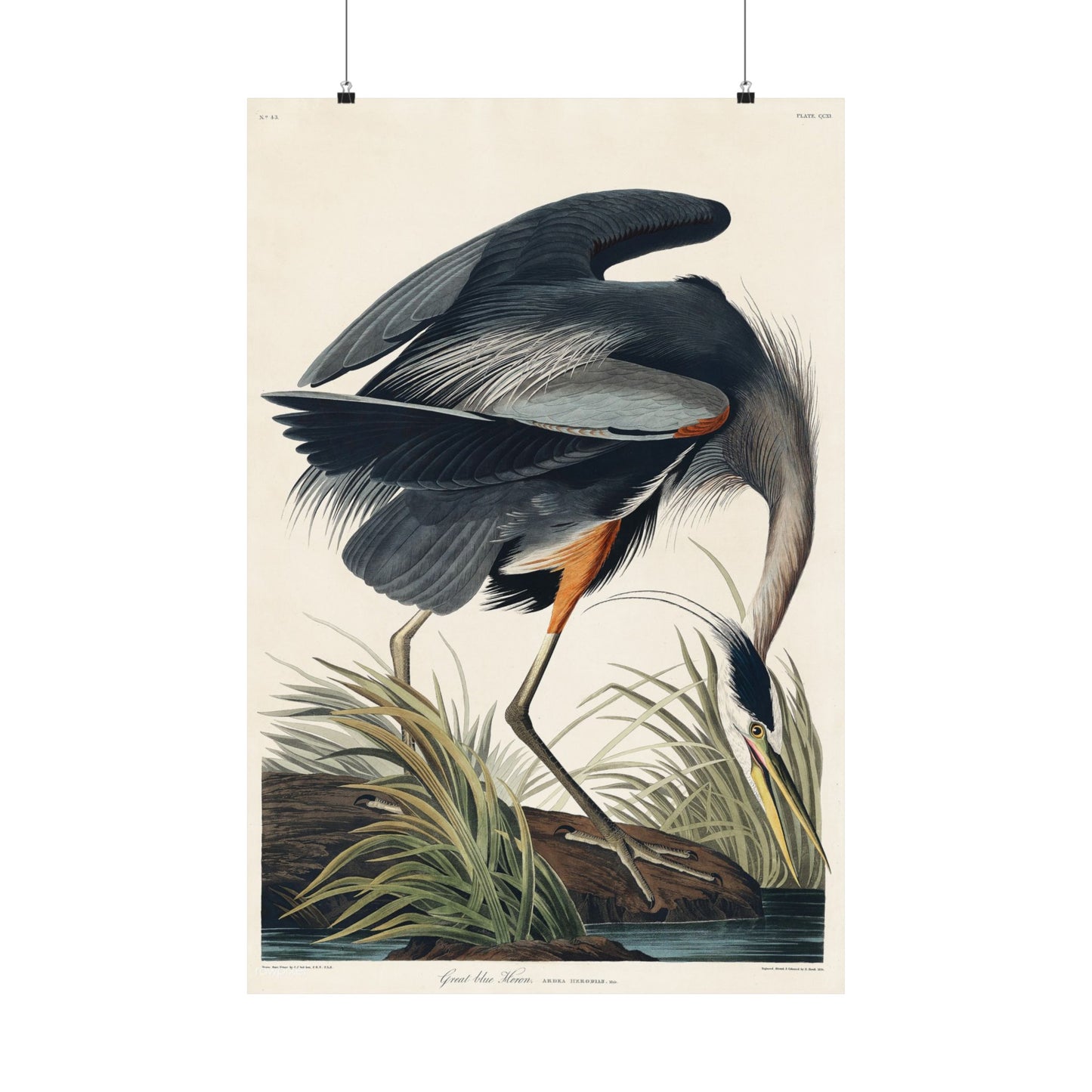 Great Blue Heron (Birds of America) - John James Audubon - Wall Poster Print
